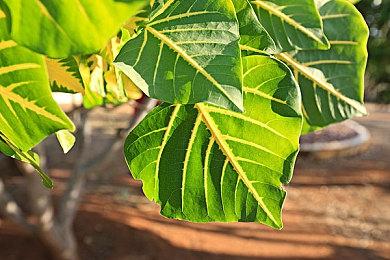 剧情互动《不朽》1月23日登陆PS5 Steam特别好评